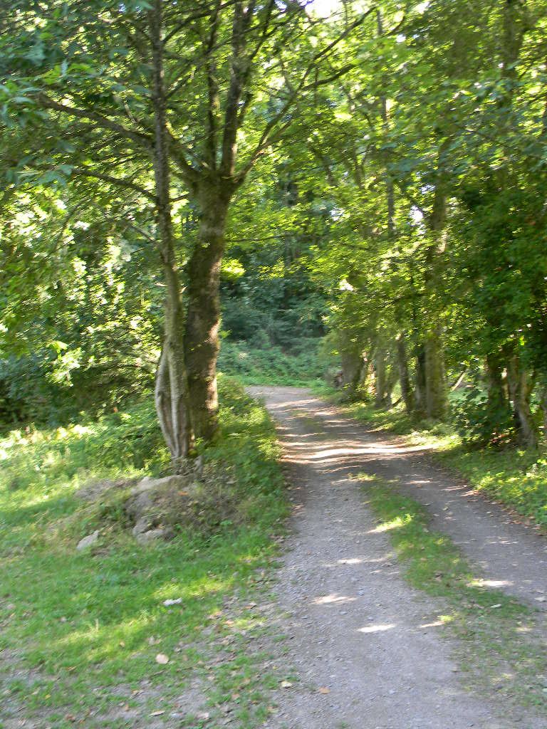 A narrow, unpaved forest path surrounded by dense trees.