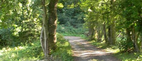 A narrow, unpaved forest path surrounded by dense trees.