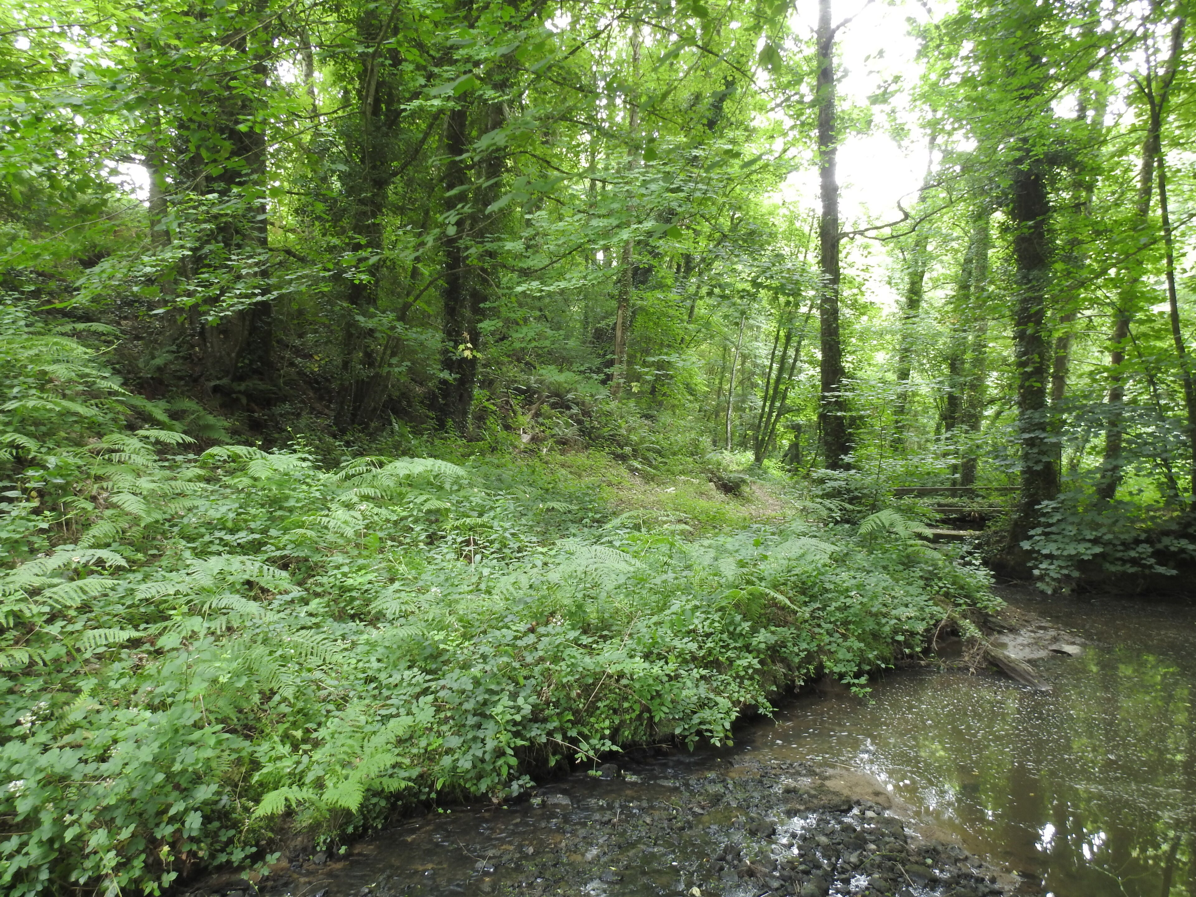 A dense forest with a stream running through it.