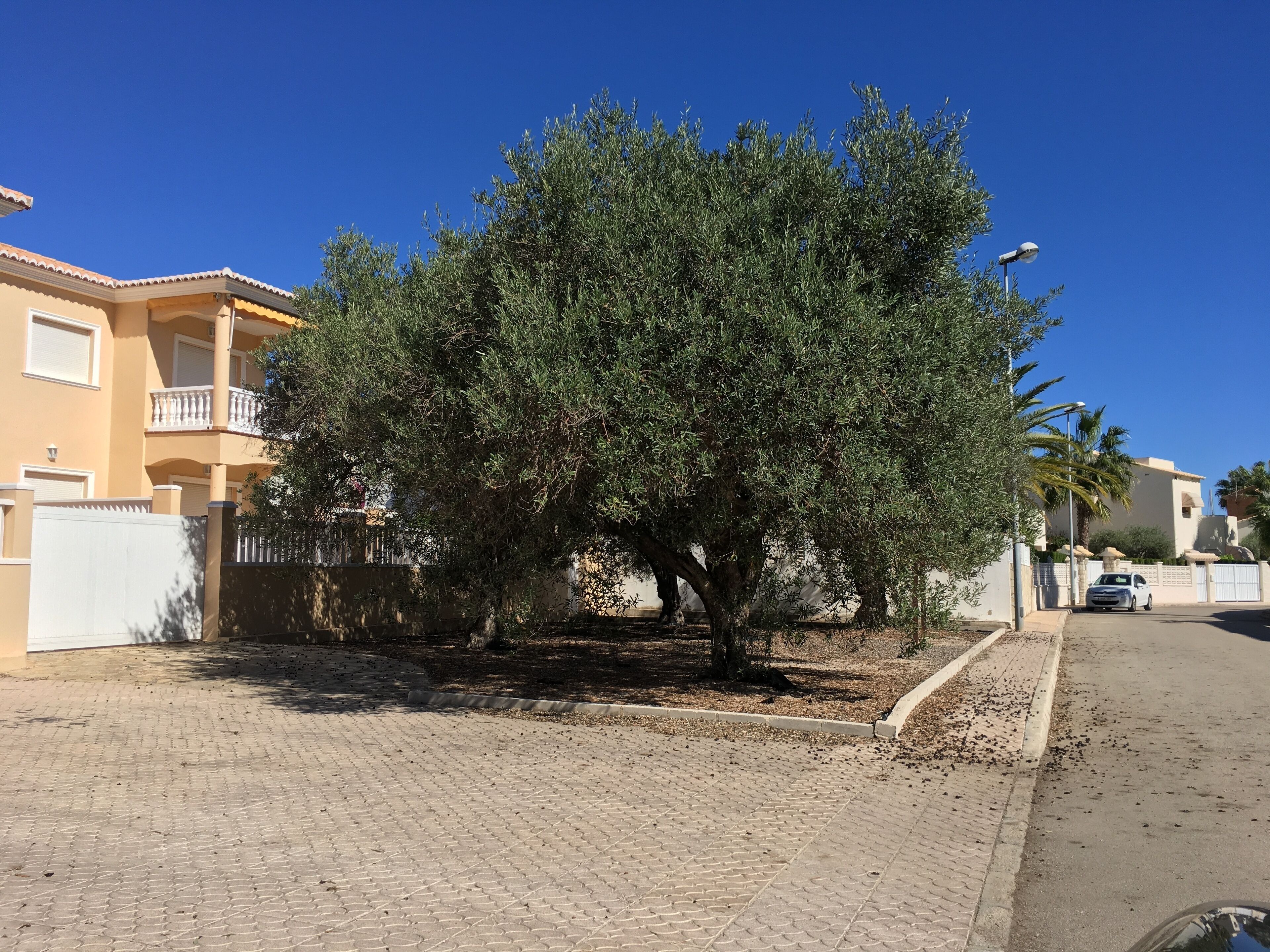 Un barrio residencial con un olivo grande en el centro, rodeado por un camino pavimentado.