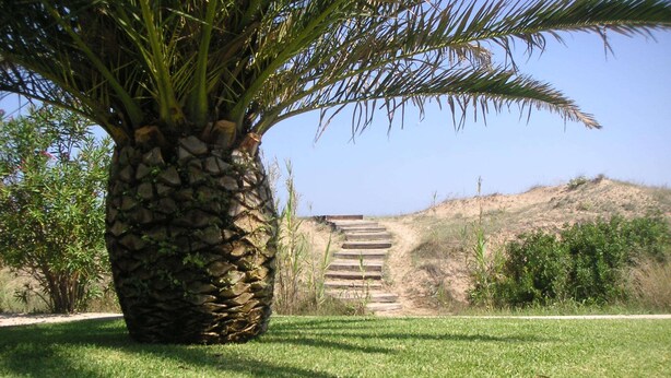 Eine steinerne Treppe führt einen Hügel hinauf, umgeben von Grünpflanzen und einer Palme.