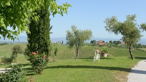 A vineyard with rows of grapevines, a bicycle, and a building in the background.