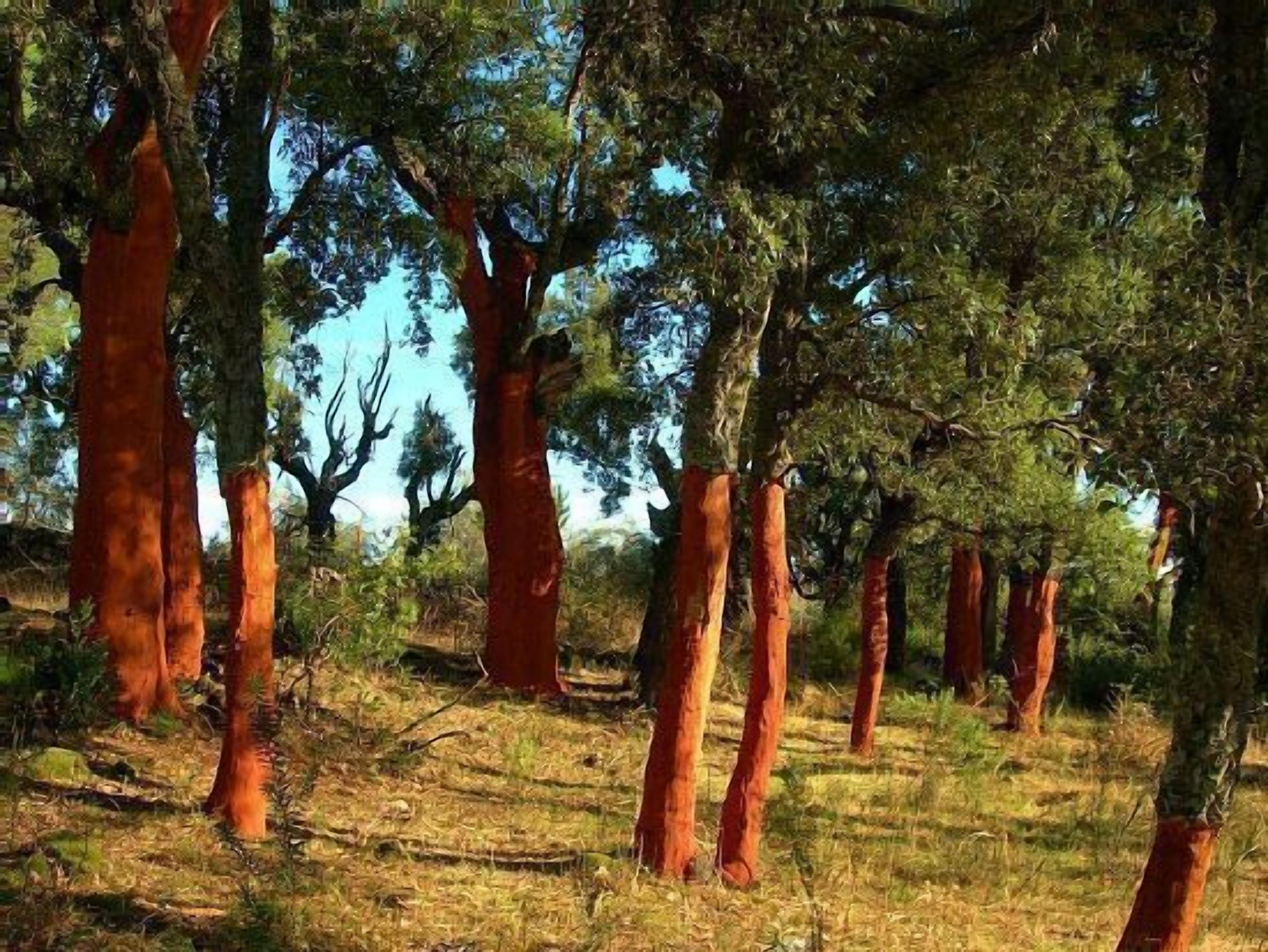 A forest with tall trees and a clear sky.