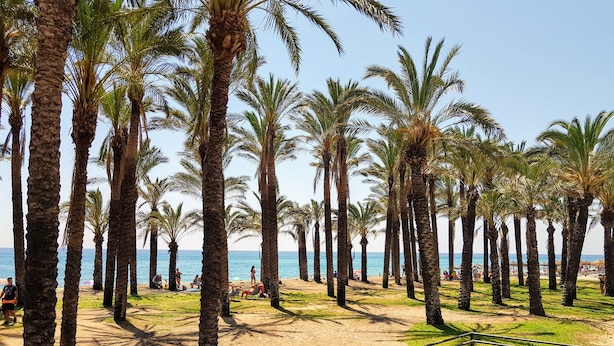 A beach with palm trees, a sandy path, and a railing.