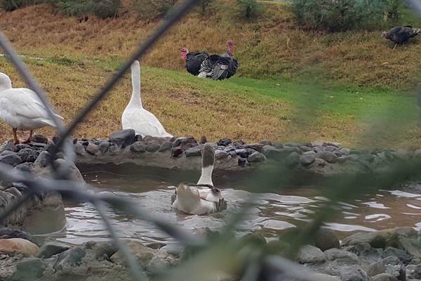 Enceinte de l’hébergement