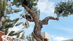 A tree with a macramé hanging chair, a modern building, and a clear sky. - CORAL  VILLA with private pool at 100 m from the sea (Zante (Zacinto))