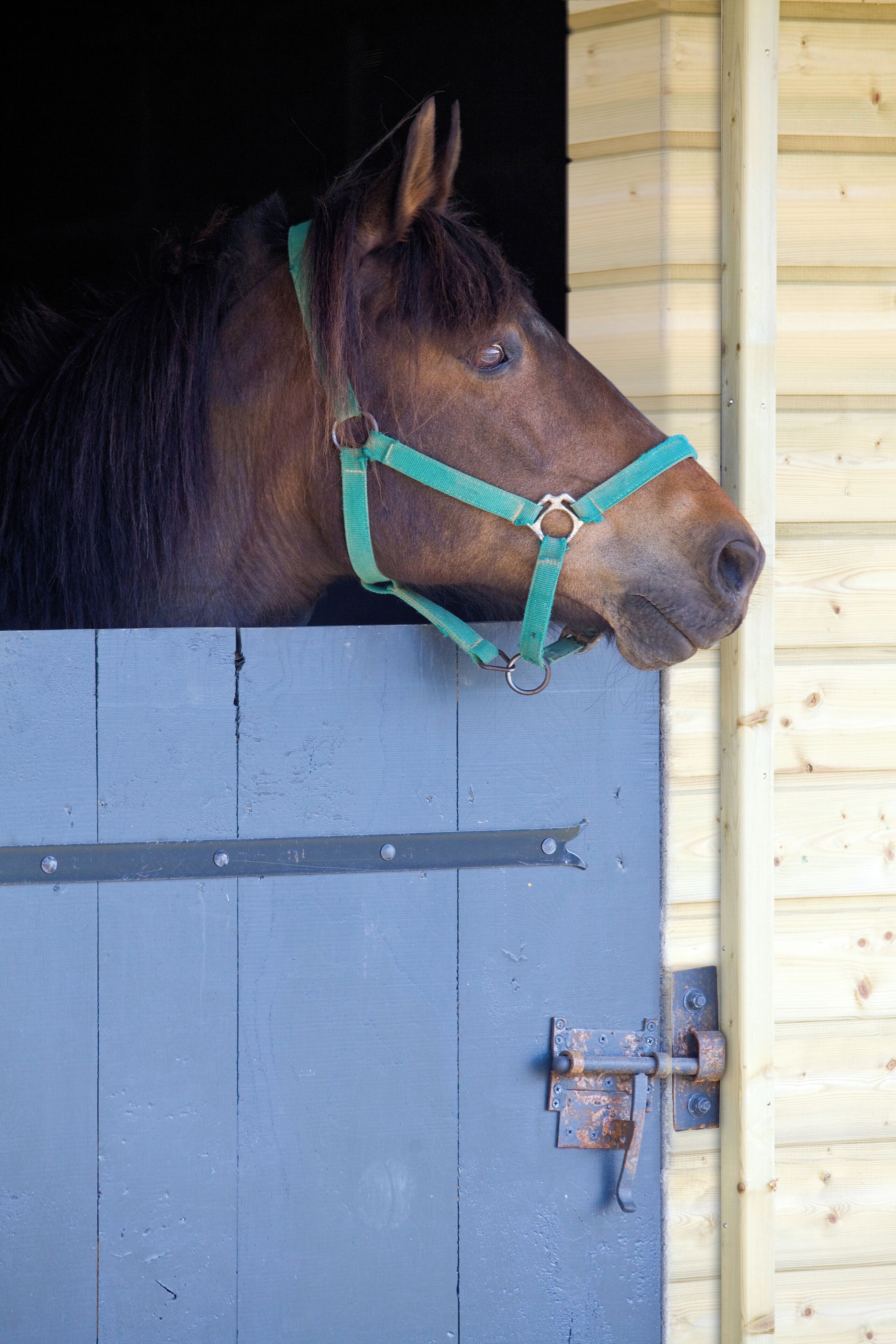 Un cheval se trouve à l’intérieur d’une étable dont la porte est bleue et les murs en bois.