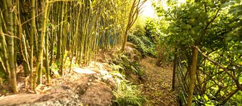 A House in the Woods