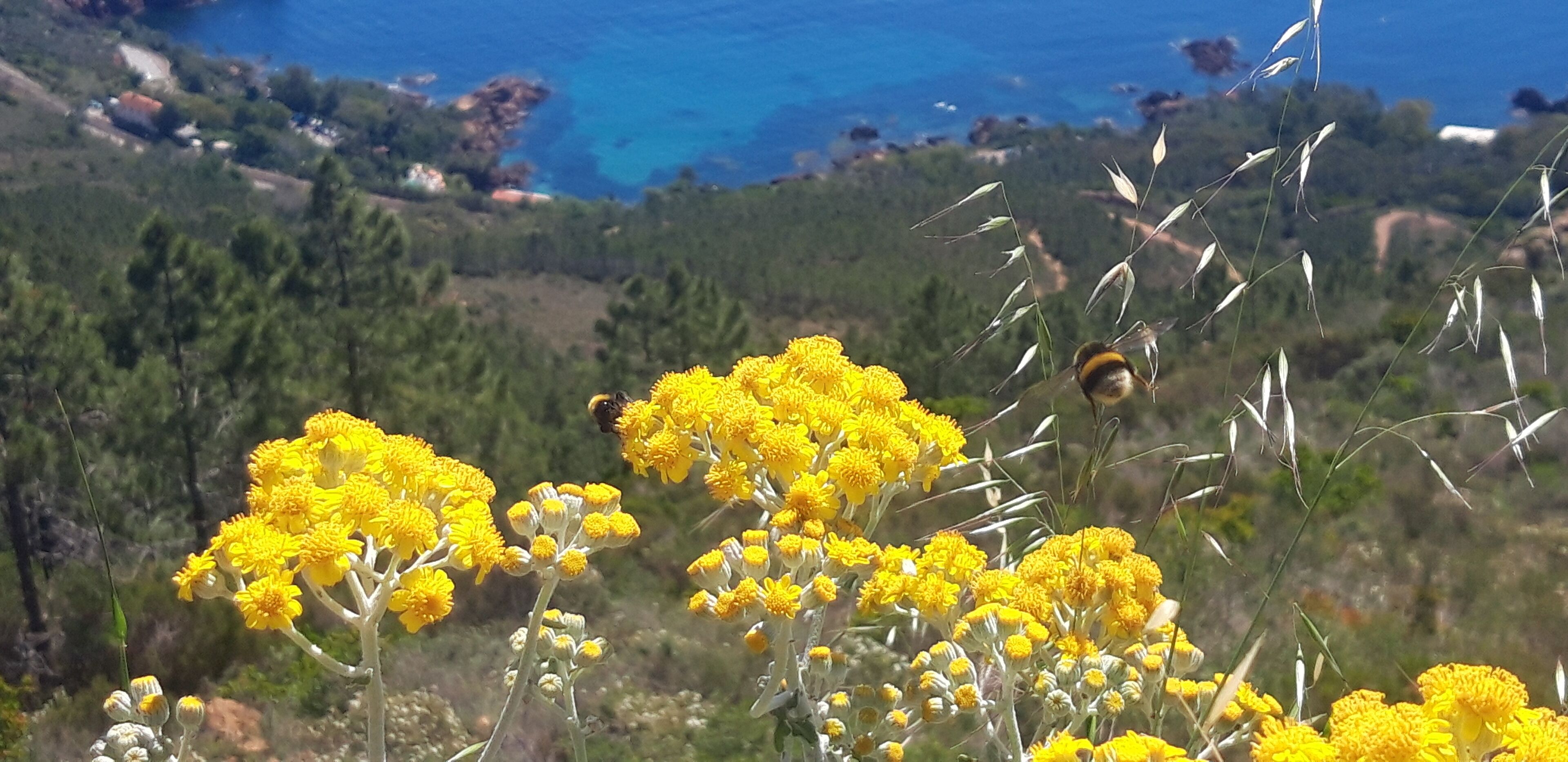 Un paisaje con flores amarillas y una abeja.