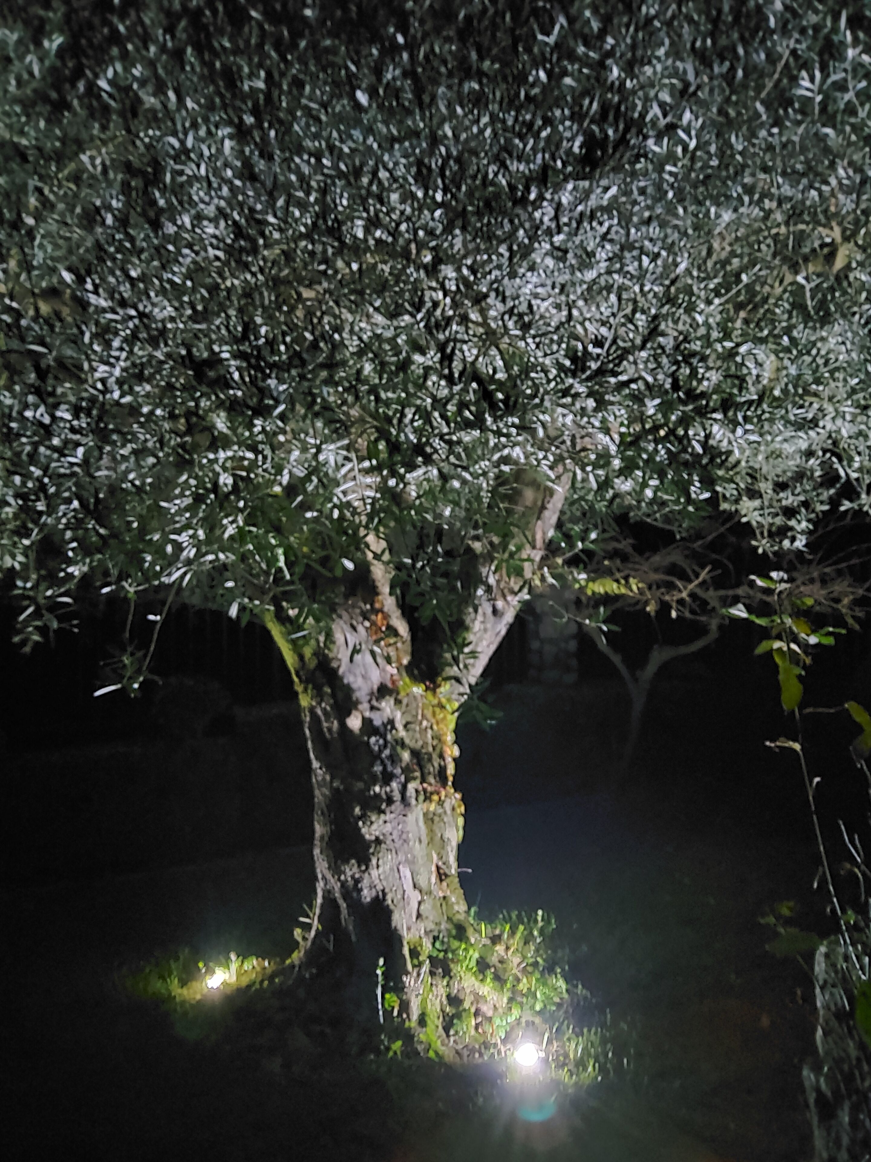 A tree with dense foliage and a thick trunk, illuminated by a light source.