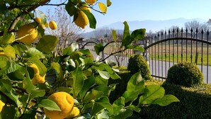 Un limonero con limones maduros, un seto bien cuidado y una valla metálica al fondo.