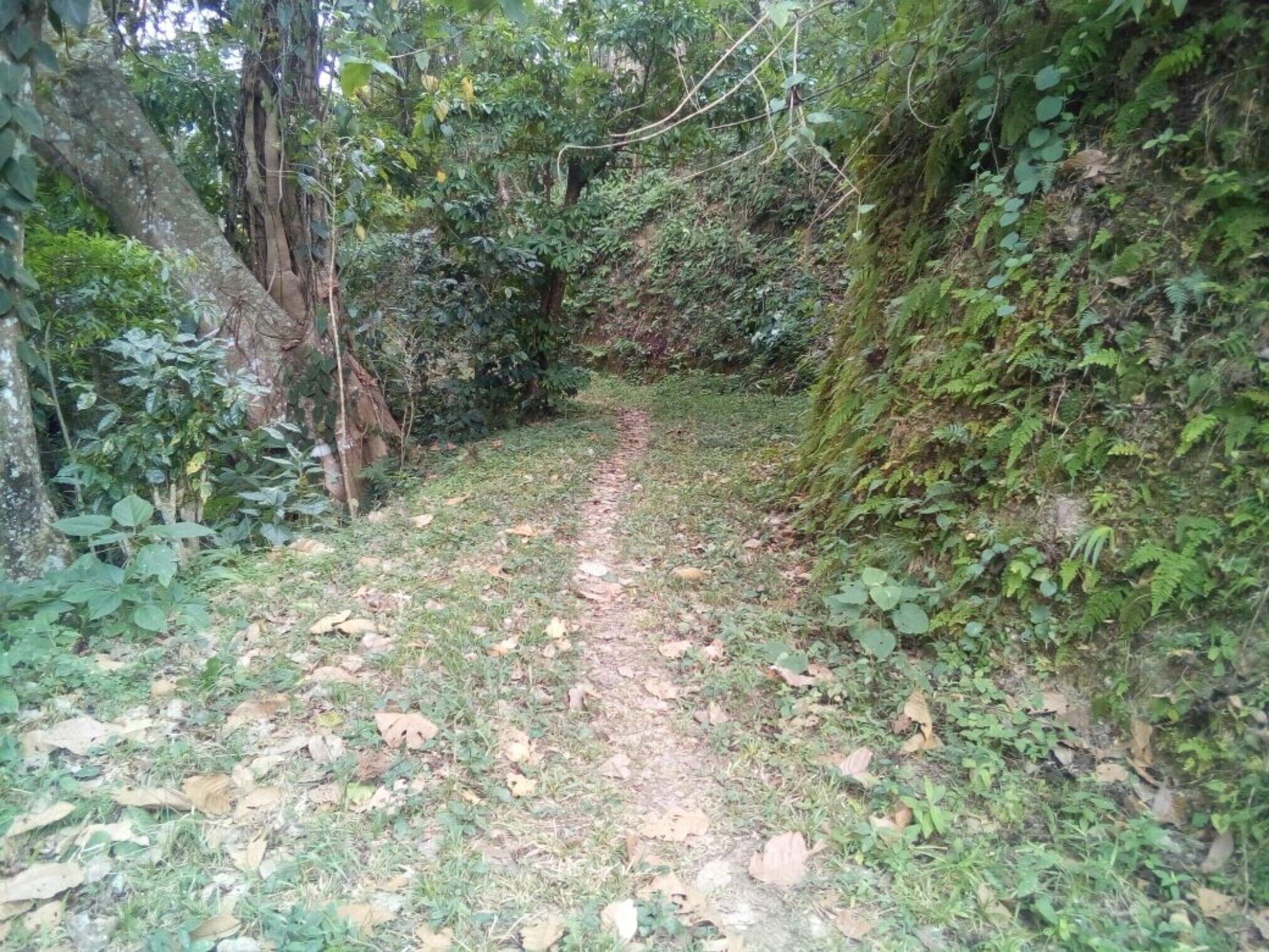 A narrow, leaf-covered path in a forested area with dense vegetation on both sides.