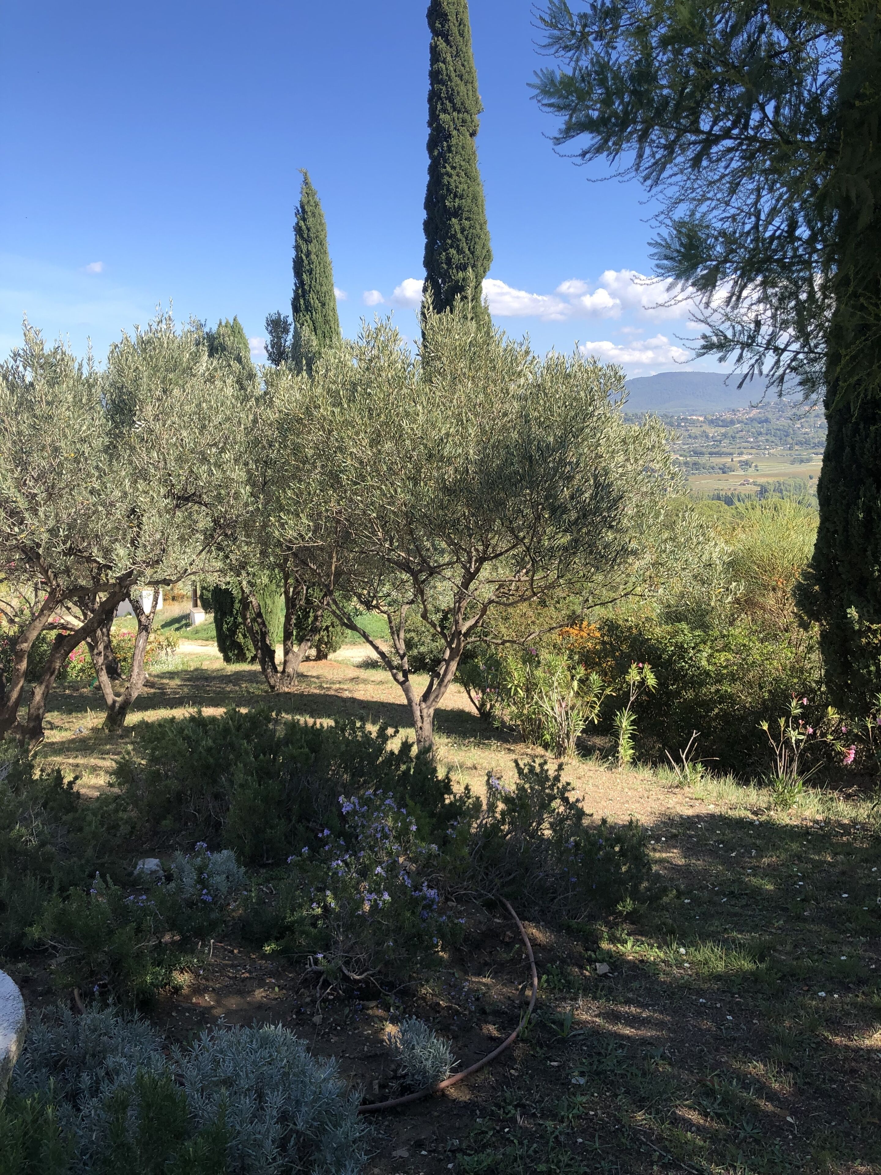 Un jardin planté d’oliviers, offrant une vue sur une ville lointaine.