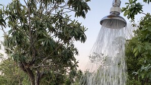 A garden with a water feature, including a tree and a brick border.