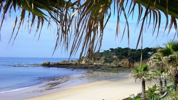Une plage à l’eau claire, avec un rivage sablonneux et des palmiers.