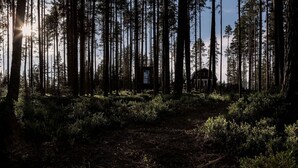 A forest with tall trees and a cabin in the background. - Comfortable newly built log cabin in the middle of the forest, built for quality of life and community. (Alfta)