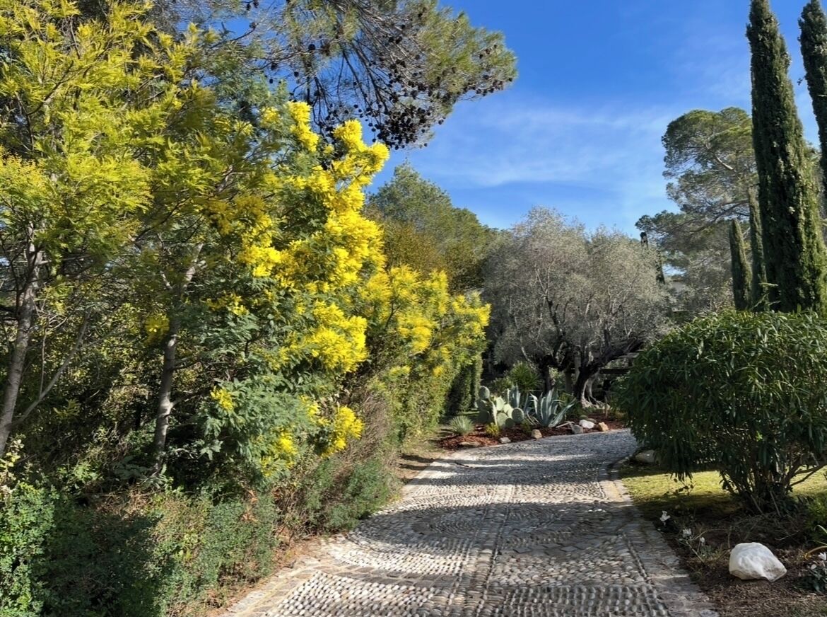 A paved garden pathway surrounded by trees and shrubs.