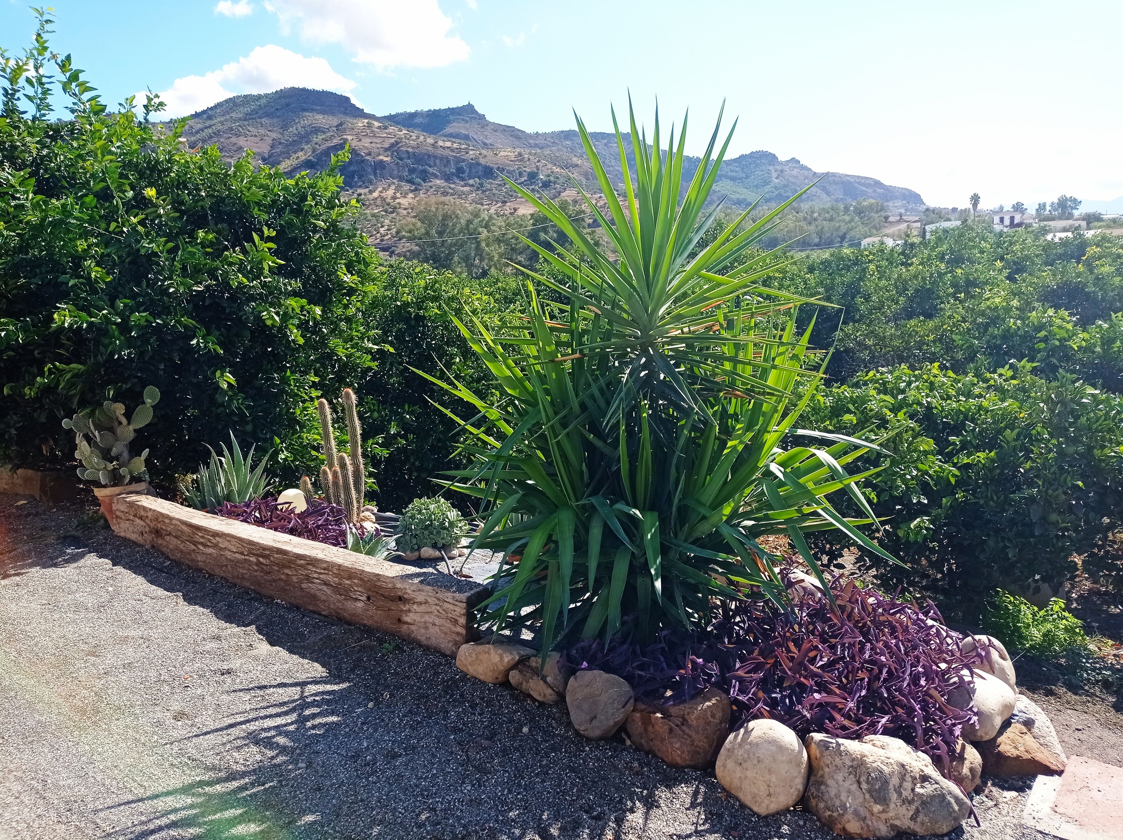 A garden with various plants and a log pathway.