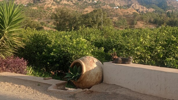 Un vignoble offrant une vue sur un paysage montagneux.