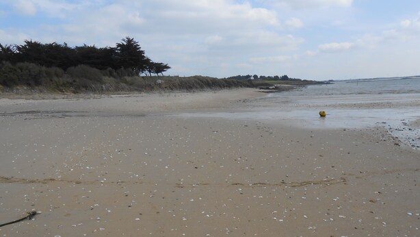 Een strand met een zandrijk strand, verspreide schelpen en een gele boei in het water.
