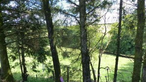 Ein dichter Wald mit hohen Bäumen und einer grasbewachsenen Lichtung.
