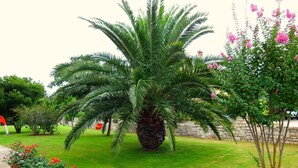 Een tuin met een palmboom, bloeiende planten en een stenen muur.