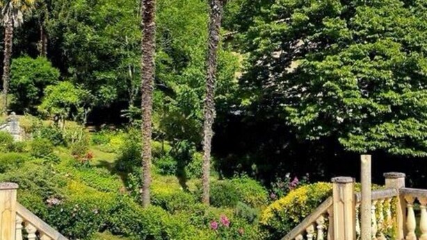 A garden with palm trees and a stone staircase.