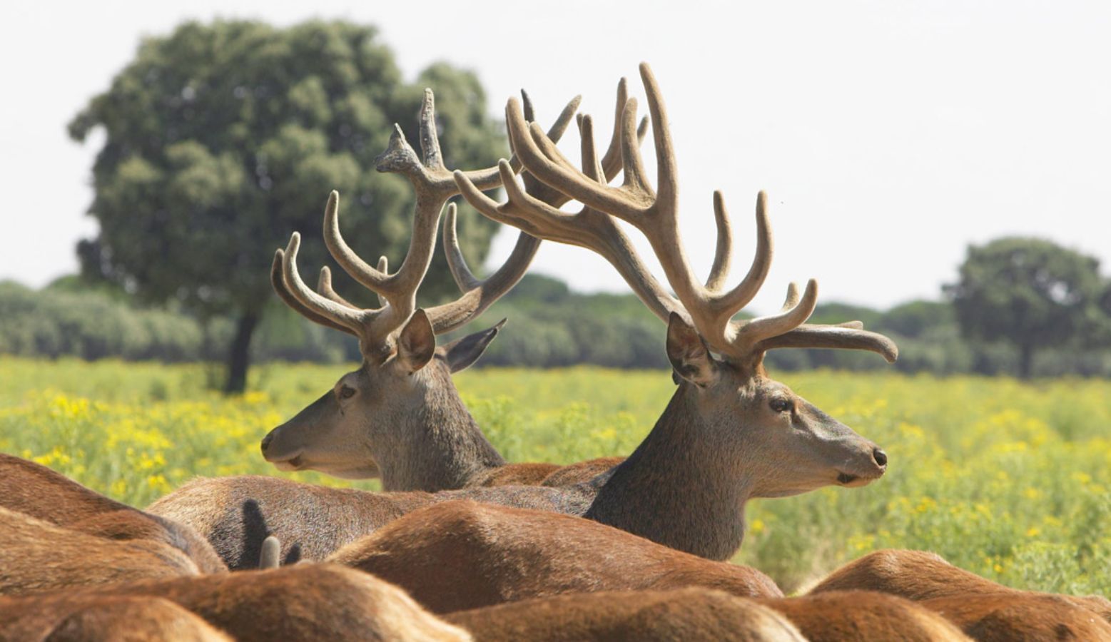La Casita de la Planta Apartment