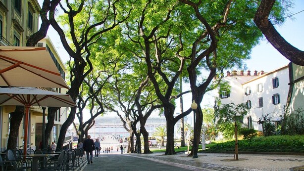 A tree-lined street with outdoor seating and a building in the background. - Ribeira Funchal Center (Funchal)