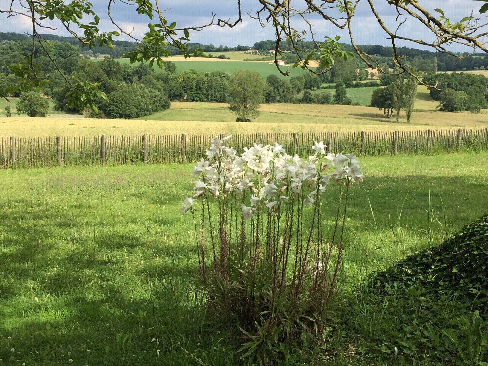 Looking for a cosy cottage in the peaceful Dordogne/Charente area? You found it.