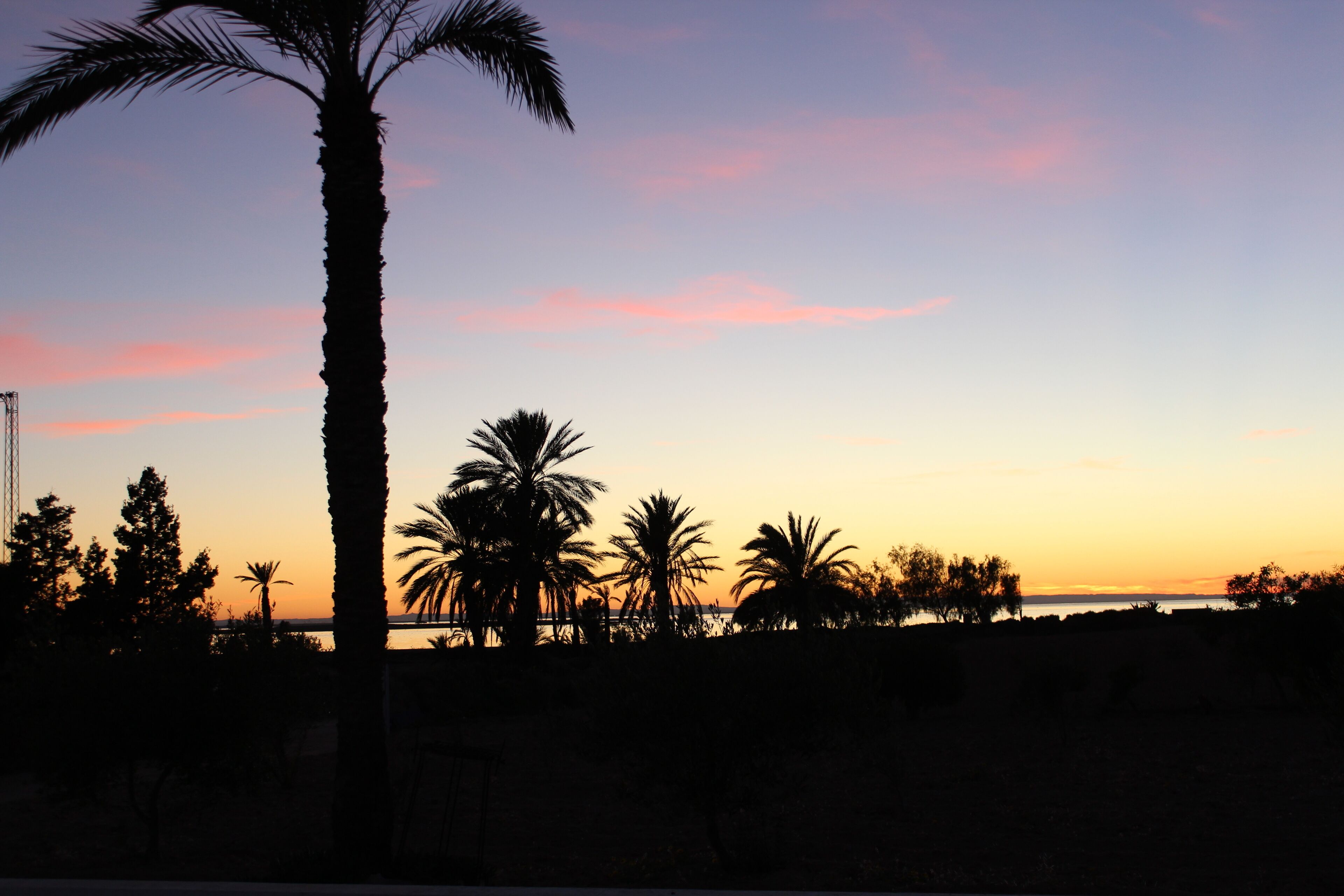 A sunset view with silhouettes of palm trees and a distant body of water.