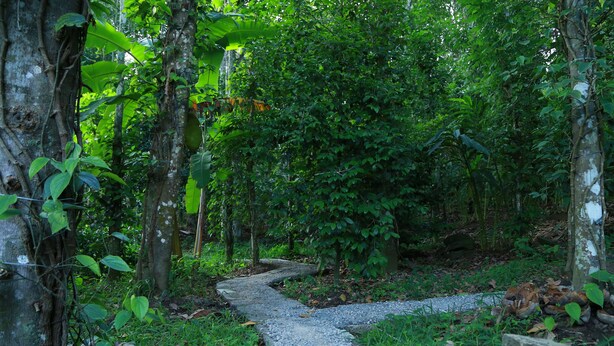 Een grindpad kronkelend door een weelderig bos vol bomen en groen.
