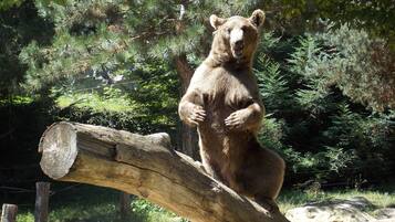 Um urso em cima de um tronco numa área cercada por árvores.