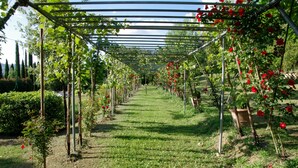 Ein Garten mit einer Pergola, Pflanzreihen und einem Weg.