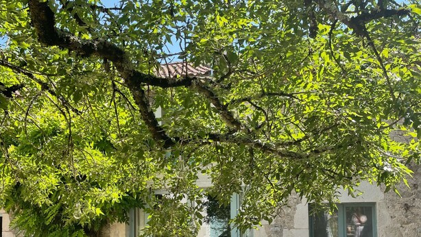 Un espace extérieur aménagé avec une table et des chaises, situé sous un arbre, près d’un mur en pierre et d’une fenêtre offrant une vue agréable.