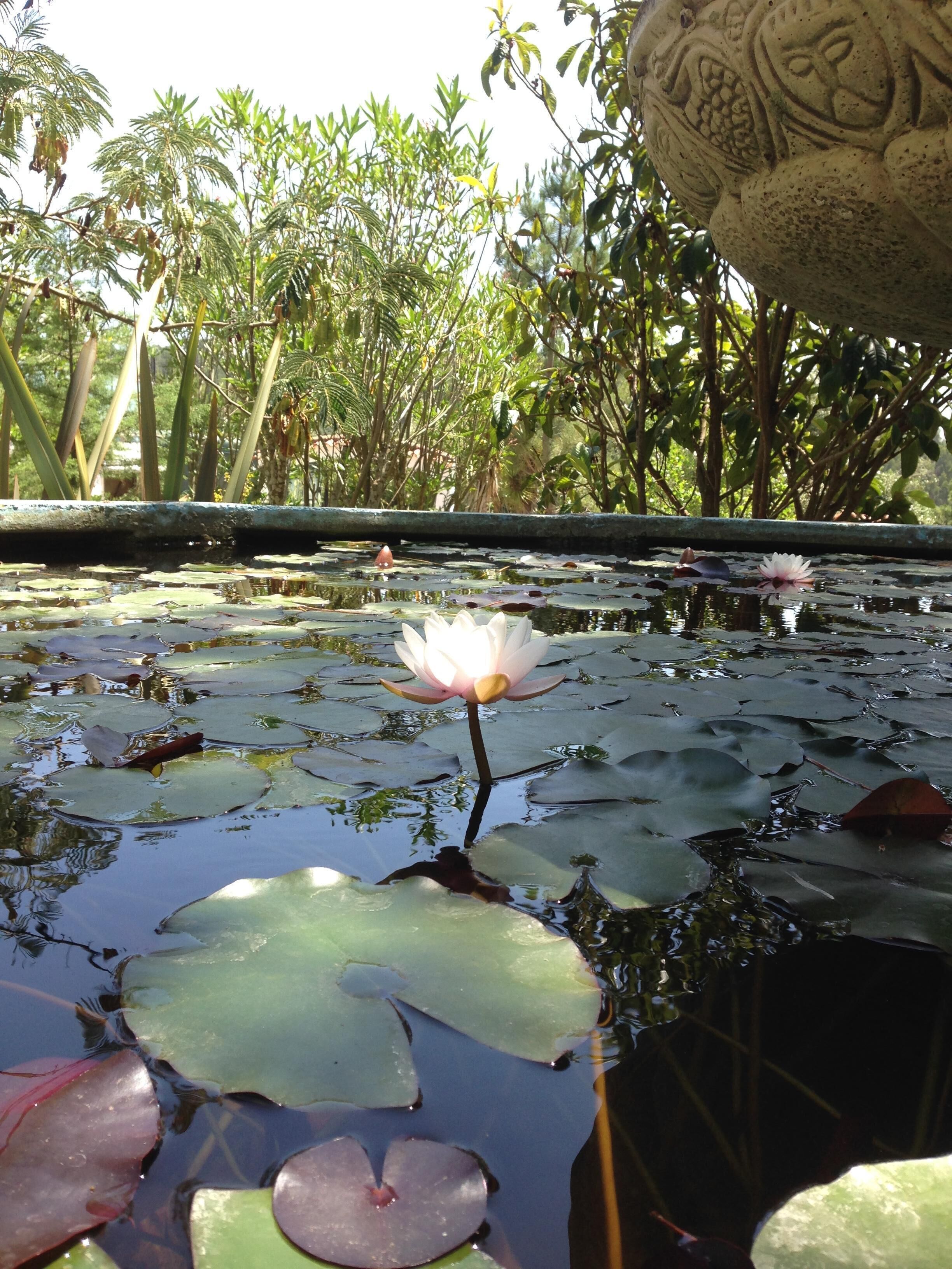 Wavin 'Trees Ericeira ~ Casa do Pinhal