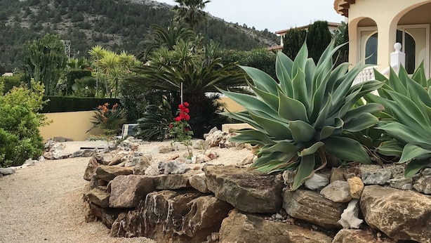 En trädgård med stora agaveplantor, en palm och en buske med röda blommor.