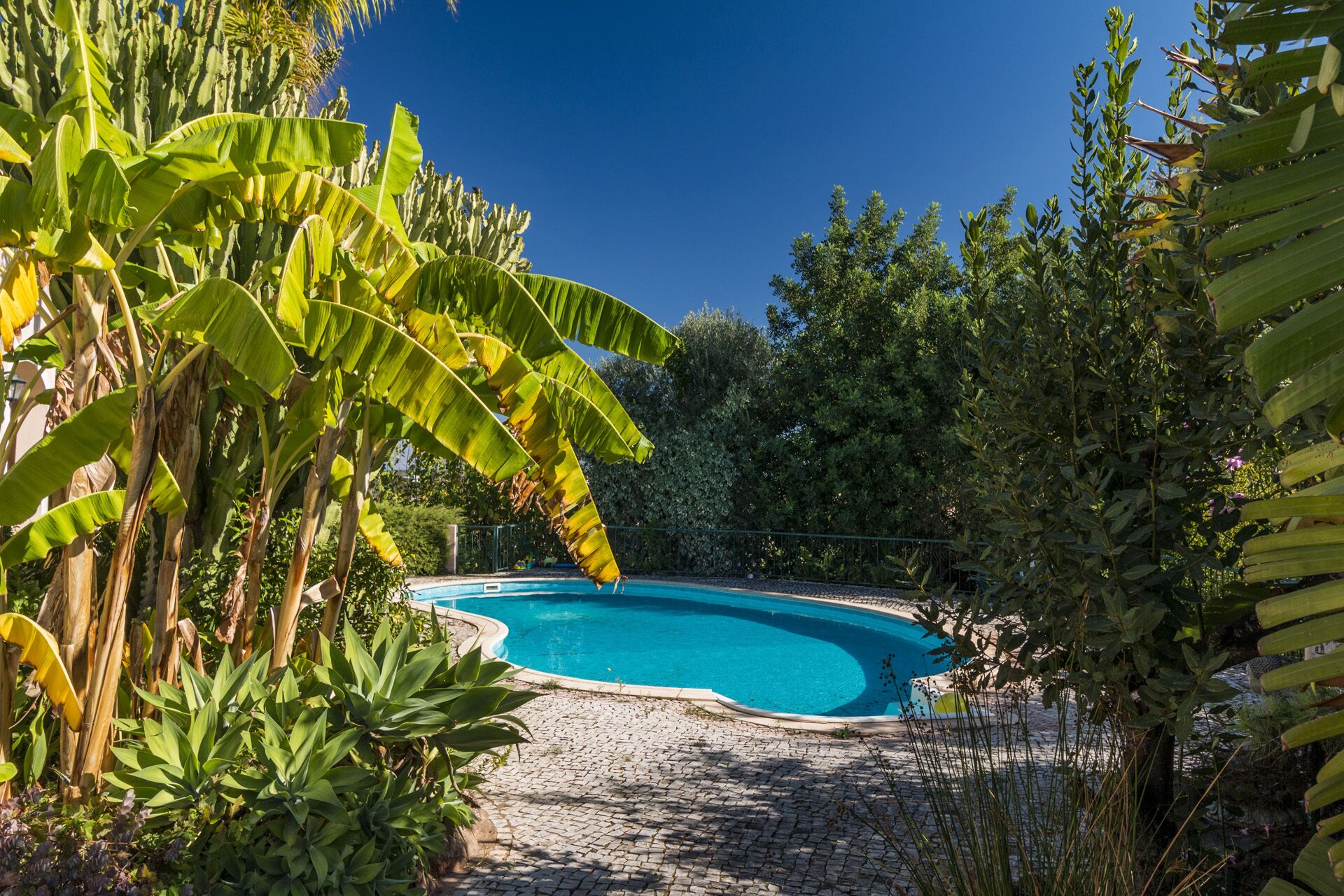A swimming pool surrounded by lush greenery and a clear blue sky.