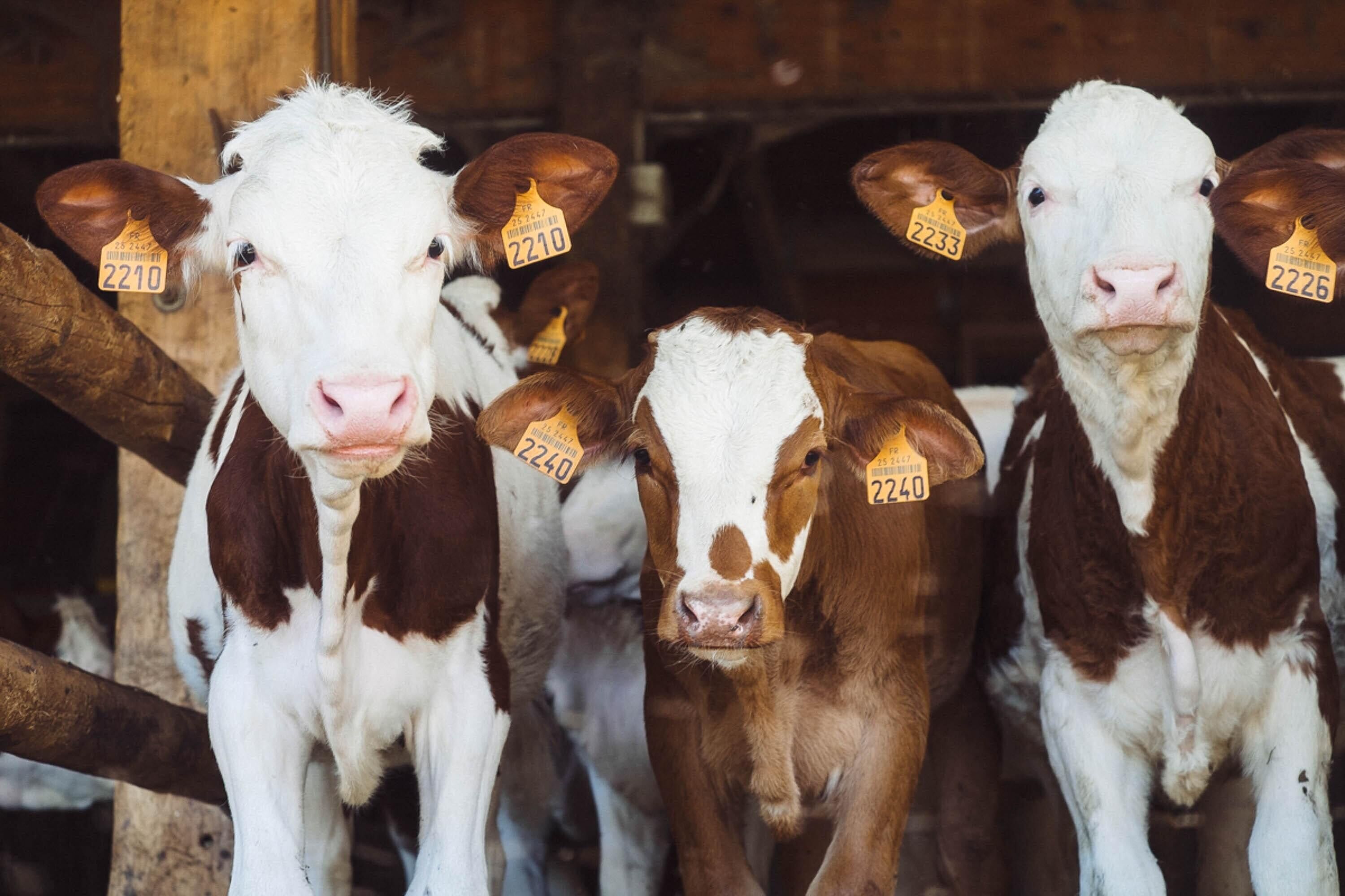 A group of cows with ear tags in a barn.