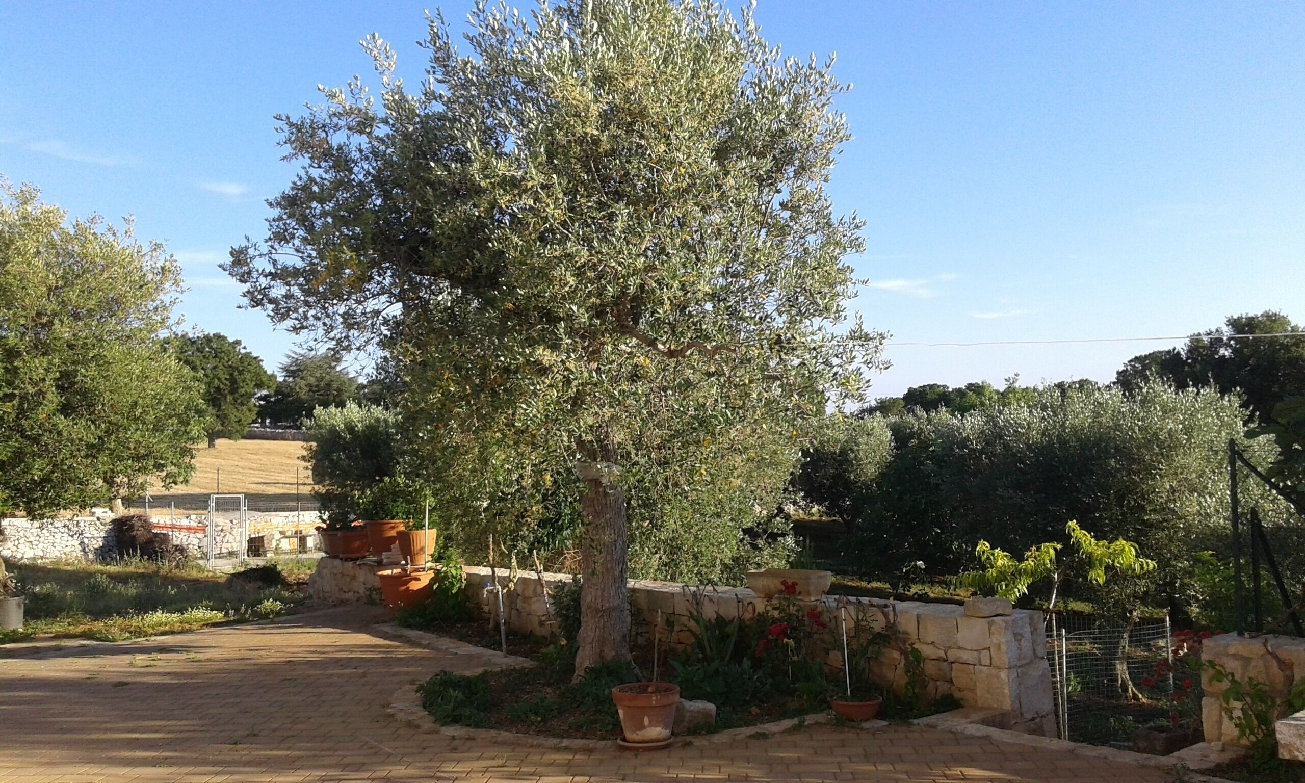 Trulli Bicetta in the Itria Valley 