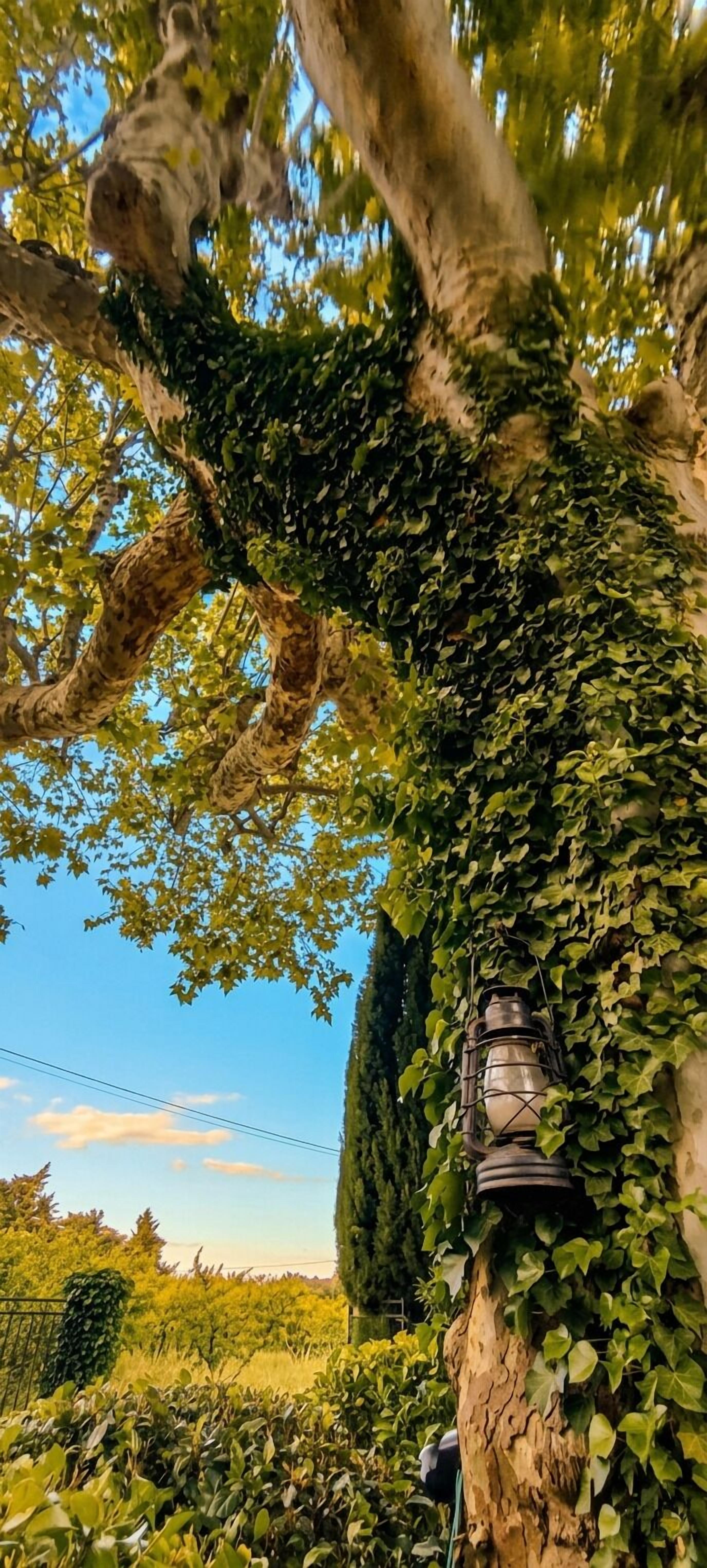A tree with ivy and a lantern.