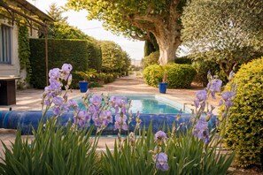 Outdoor pool - An Old Mas in Provence, Sun and Swimming Pool (Cabannes)
