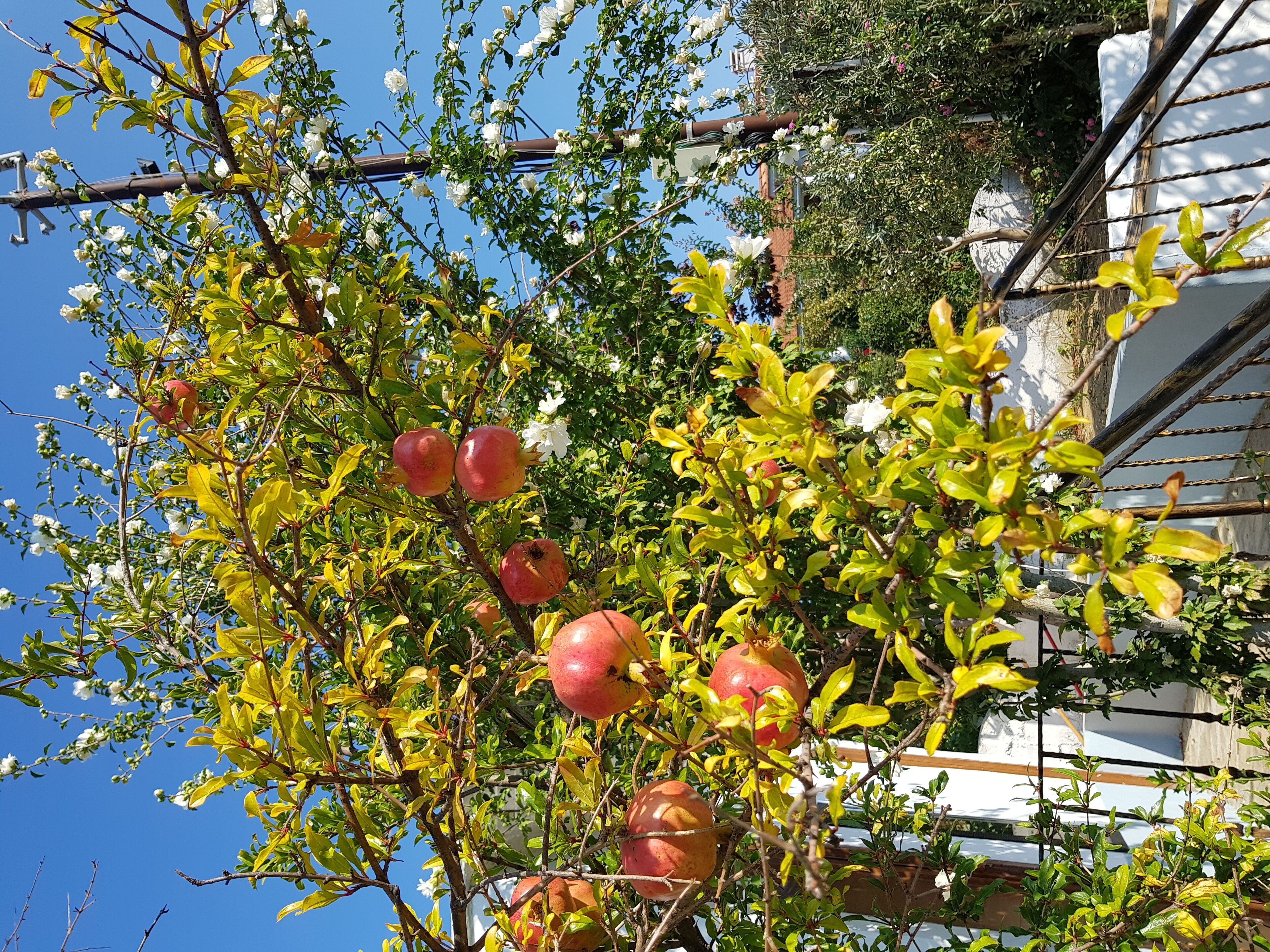 Panoramic nature dwellings with pine forest, olive valleys, sea and gre