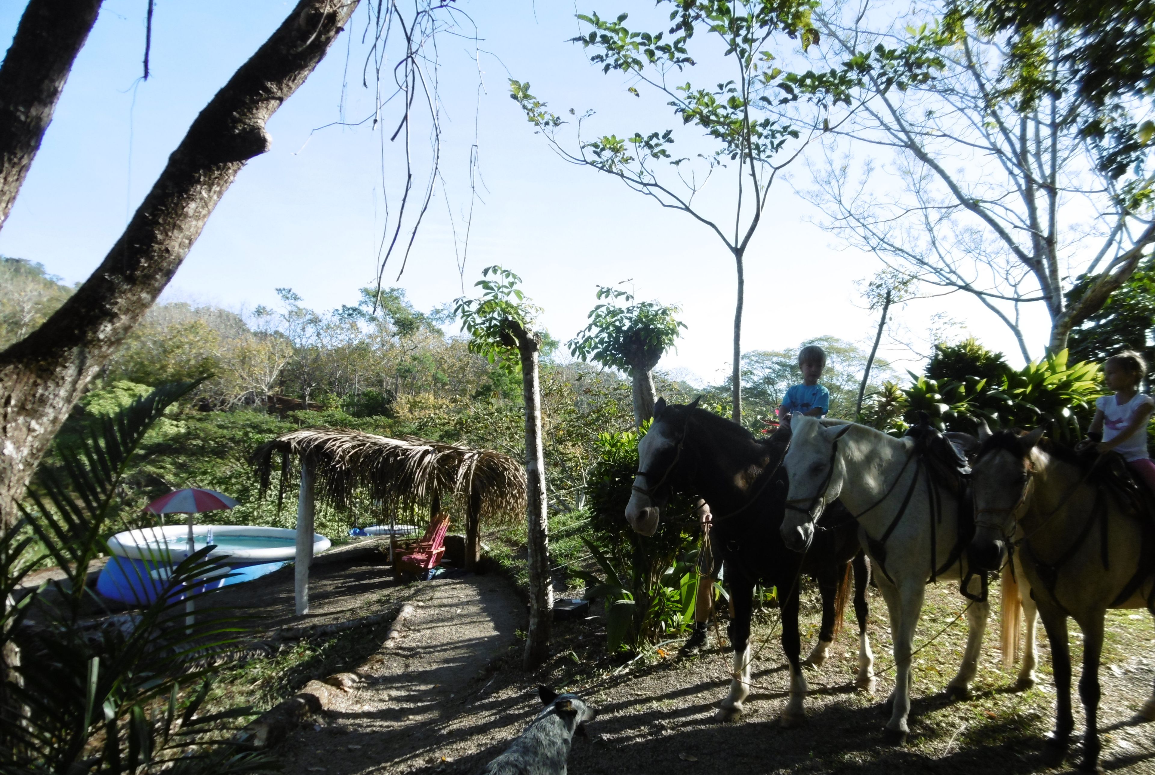 Un carruaje tirado por caballos con pasajeros, una estructura de techo de paja y una piscina en un entorno natural.