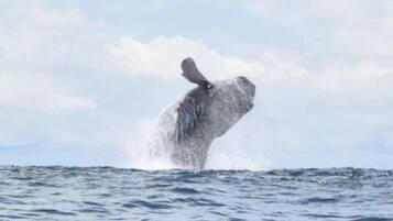 A whale breaching the ocean surface.