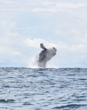 A whale breaching the ocean surface.