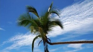A beach with a palm tree, clear sky, and calm sea.