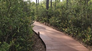 Un muelle de madera serpentea por un bosque denso, con árboles altos y sotobosque.