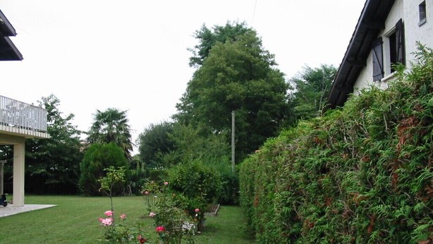 Un jardín con un sendero, un edificio blanco y un árbol grande.