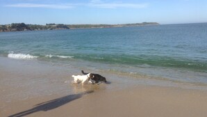 A beach with two dogs playing in the shallow water.